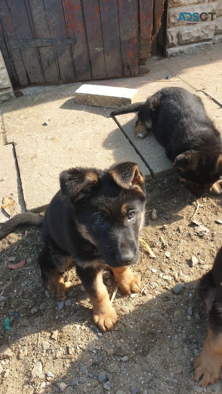 German Shepherd Puppies  