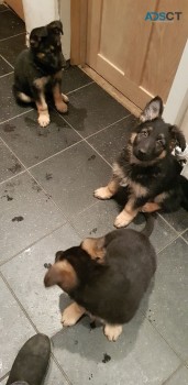 German Shepherd Puppies  