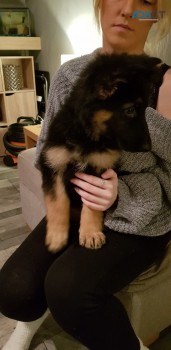 German Shepherd Puppies  