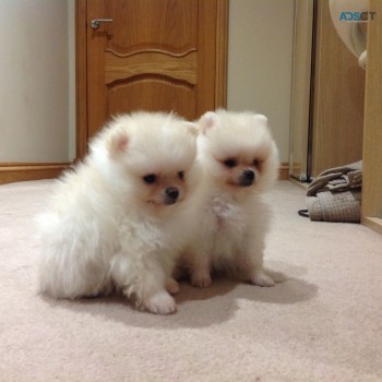 Pomeranian Puppies 