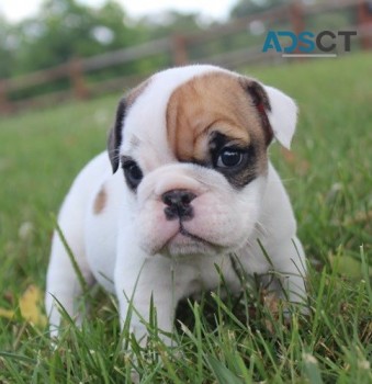 English Bulldog puppies for sale