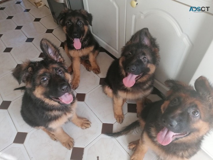 German Shepherd Puppies  