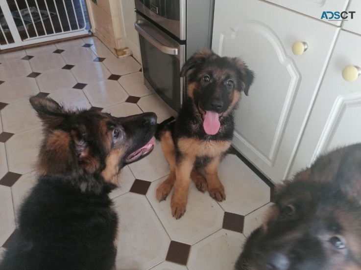 German Shepherd Puppies  