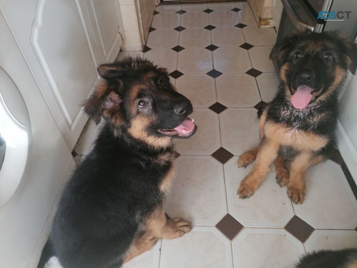 German Shepherd Puppies  