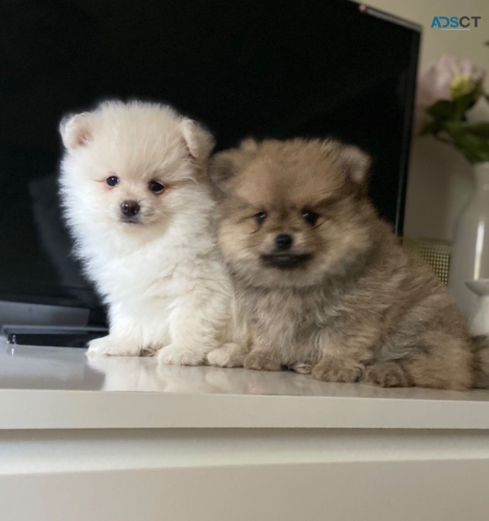 Pomeranian Puppies 