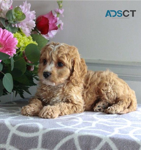 cavapoo  Puppies For Sale