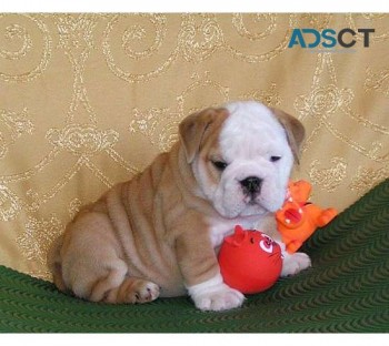 English Bulldog Puppies for adoption