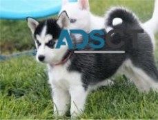 Siberian Husky Puppies 