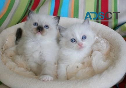 Rag-doll kittens 