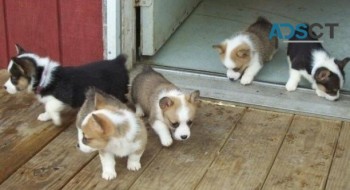 Pembroke Welsh Corgi Puppies