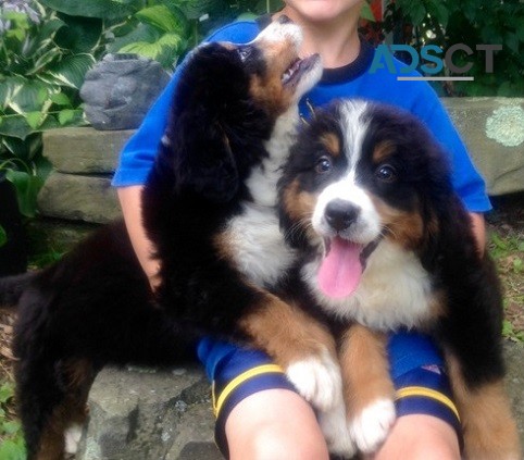 Bernese Mountain Dog puppies 