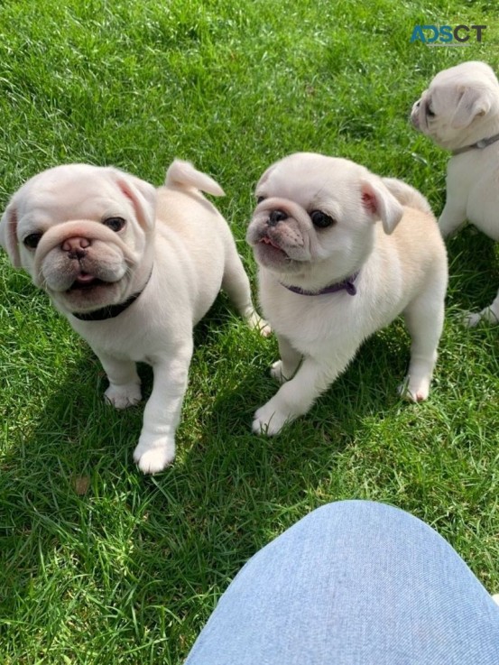 Pug Puppies