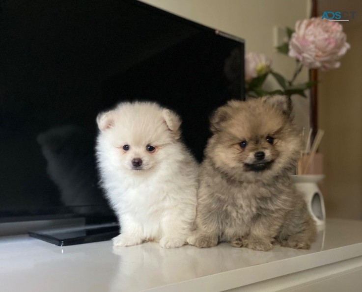 Pomeranian Puppies 