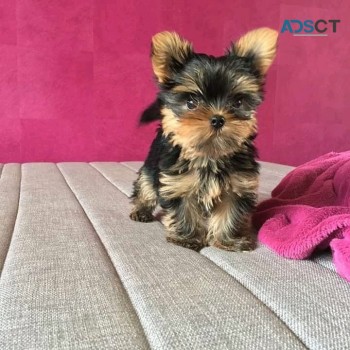 Yorkie Puppies