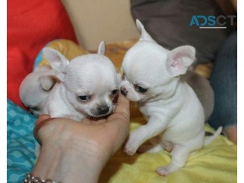 Chihuahua  Puppies