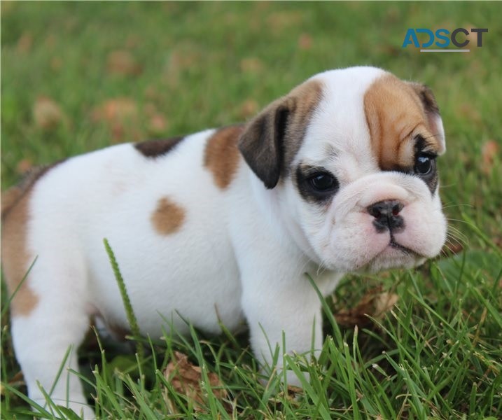 English Bulldog puppies for sale