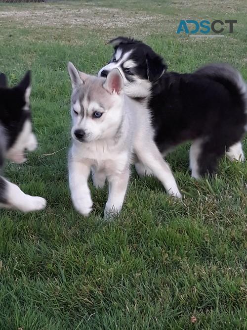 Alaskan Klee Kai Puppies