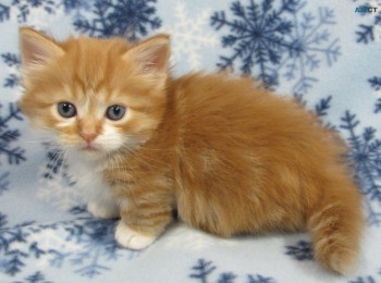 Munchkin Kittens