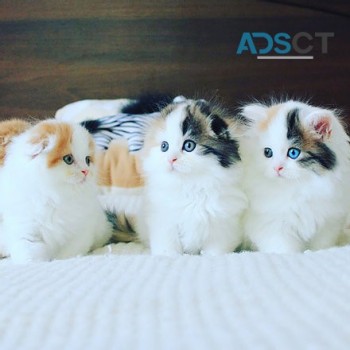 Scottish Fold Kittens