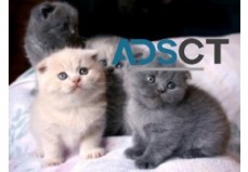 Scottish Fold Kittens