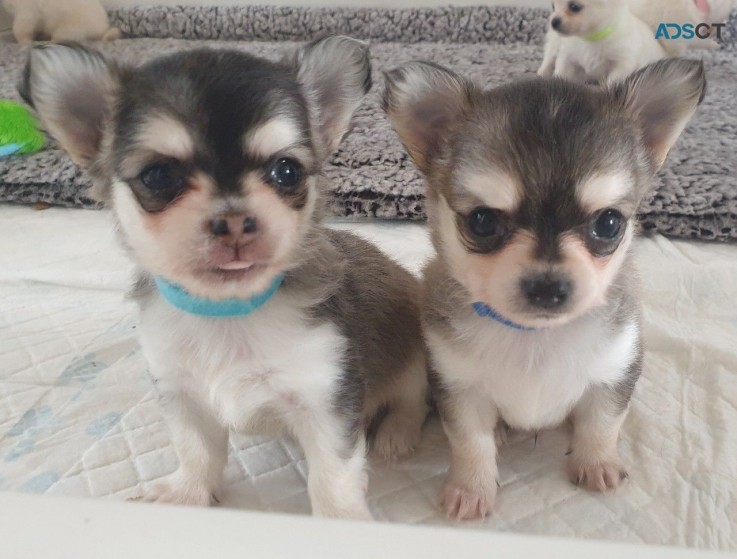 Longhaired Chihuahuas For Sell 