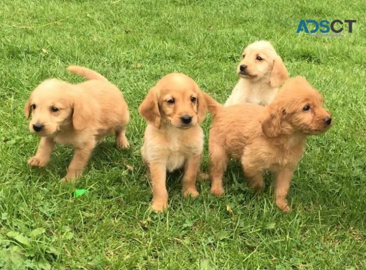 Adorable Litter of Labradoodle   Pups re