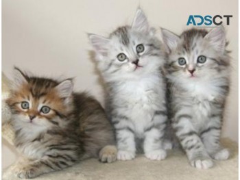 Siberian kittens for adoption