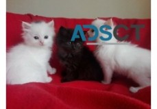 Siberian kittens for adoption