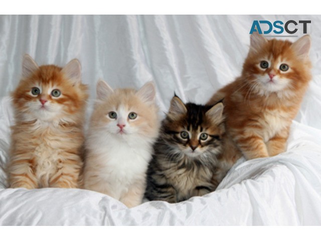 Siberian kittens for adoption