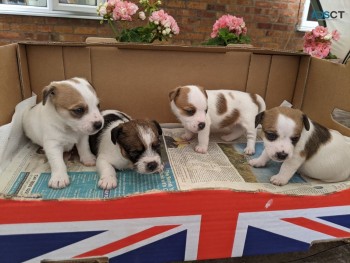 Jack Russell Terrier   Puppies