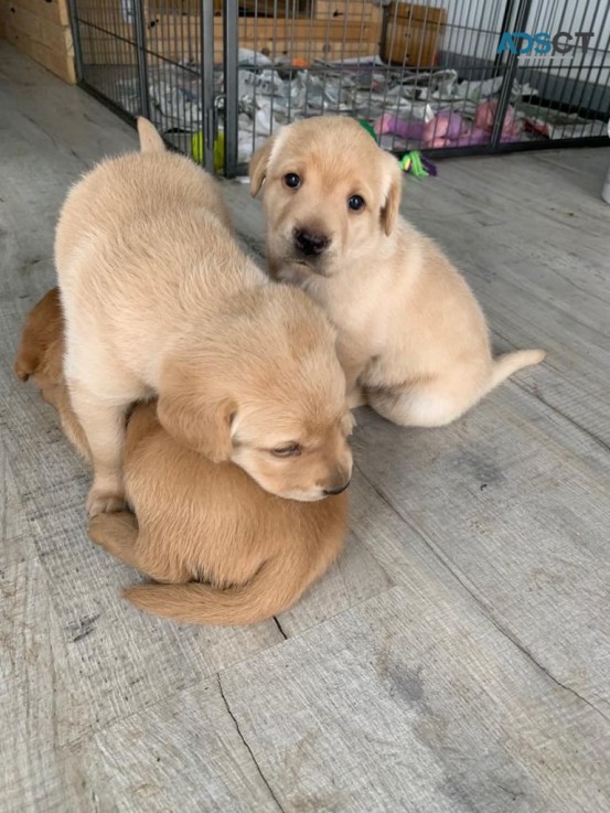 Healthy Male and Female Labrador  Puppie