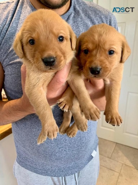 Labrador Retriever    Puppies For Sale