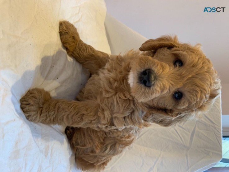 Full  Goldendoodle  Puppies