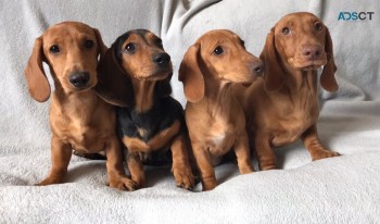 Super Cute Daschund Puppies for sale