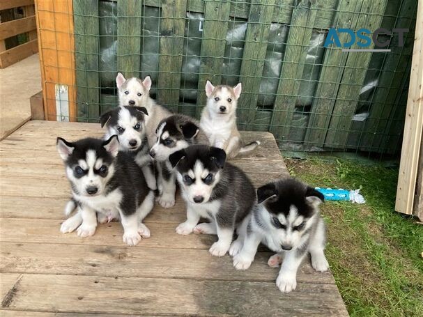 Siberian husky puppies for sale