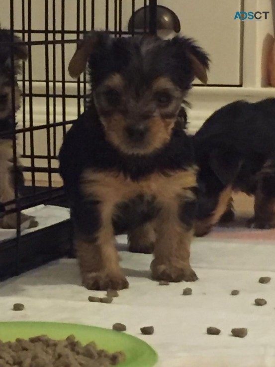 Yorkshire Terrier Puppies 