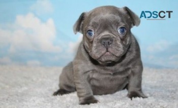 Blue French bulldog puppies for new home