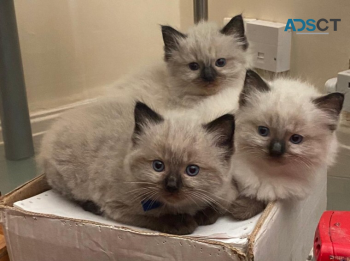 Ragdoll kitten available 