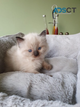 Ragdoll kitten available 