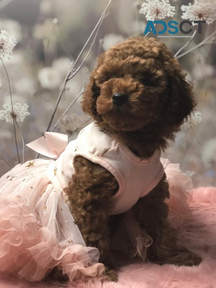 Red Toy Poodle Puppies Ready to go 