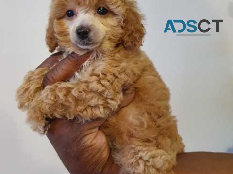 Red Toy Poodle Puppies Ready to go