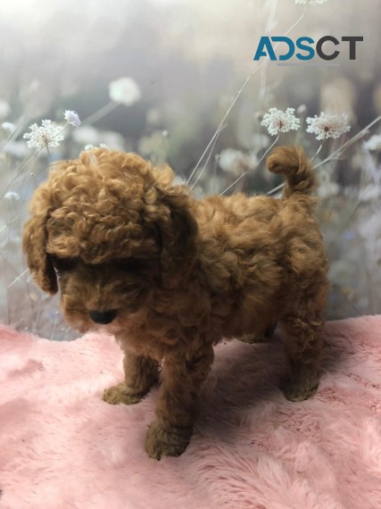 Red Toy Poodle Puppies Ready to go