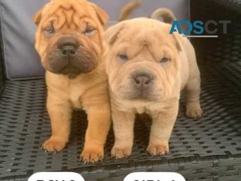 Beautiful K.c Reg Shar-pei Pups!