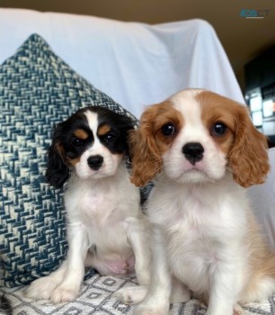 Cavalier Pups