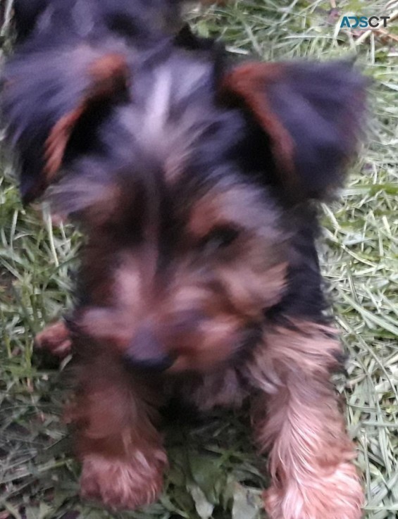 Yorkshire Terrier Puppies 