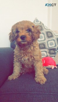 Cavapoo Male- Ready Now