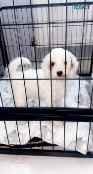 Beautiful Cavapoo  Puppies