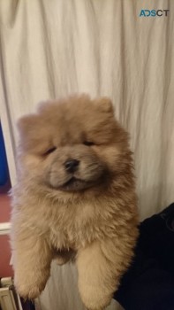 Chow Chow Puppies Ready Now to leave 