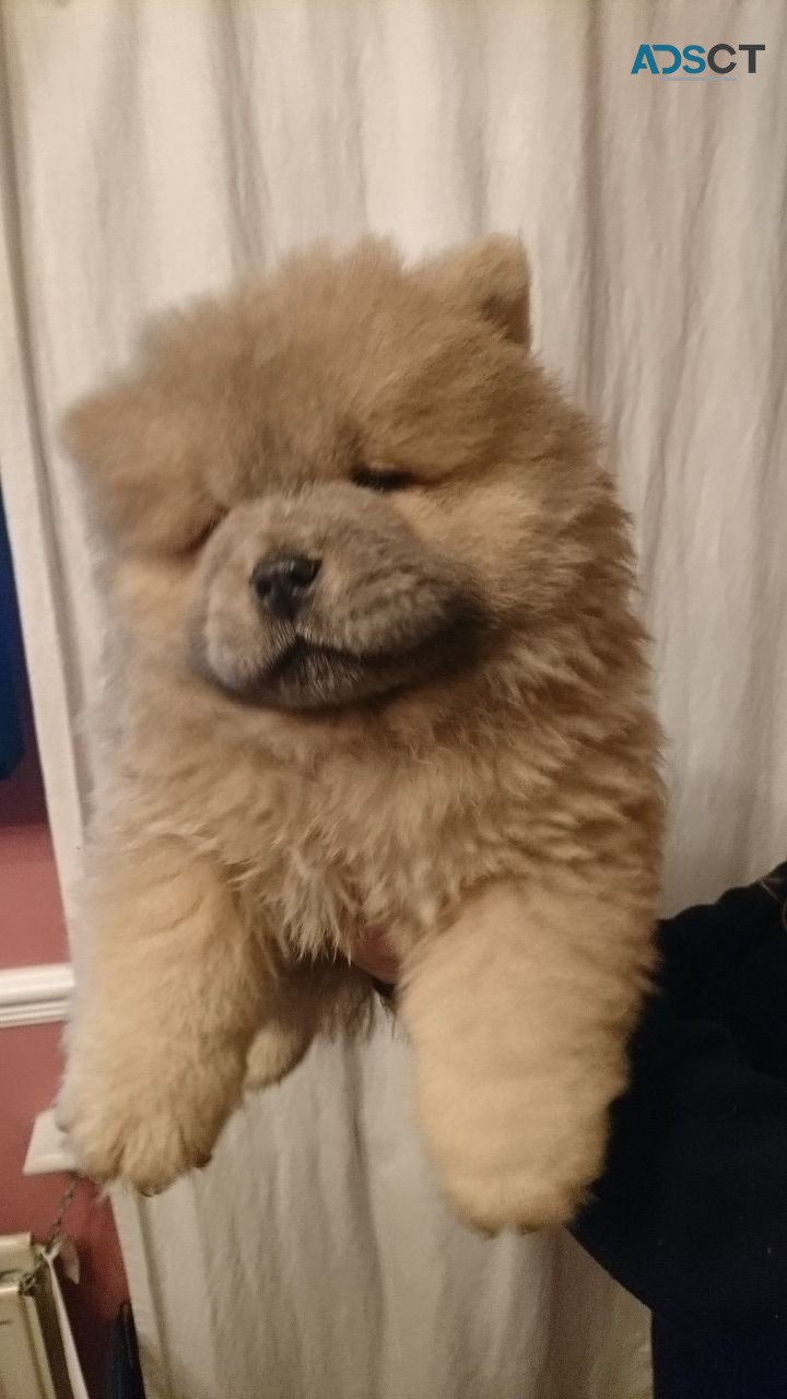 Chow Chow Puppies Ready Now to leave 