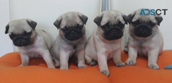 Fawn Pug Puppies for new homes 